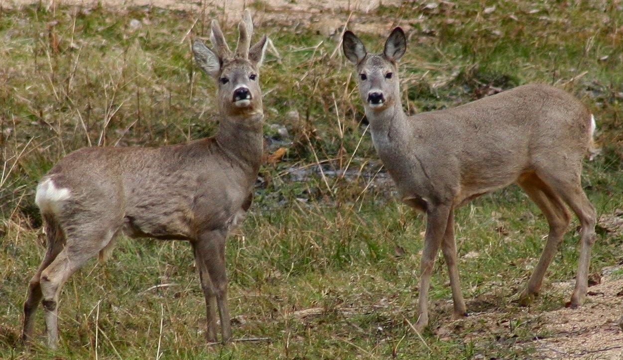 Capreolus_capreolus_2_Jojo
