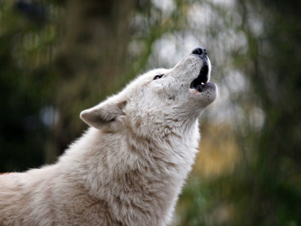 depositphotos_61292077-stock-photo-howling-wolf